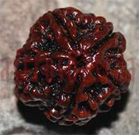 5 mukhi 166- 22mm